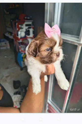 Filhote shih tzu, Seu novo melhor amigo de quatro patas te espera!