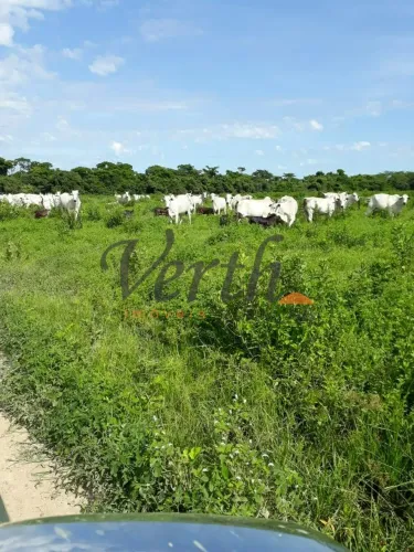fazenda - Centro - São Romão