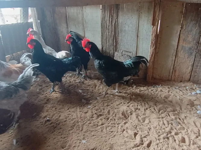Frangos gigante negro de Jersey 