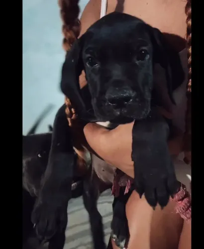 Cane Corso Filhote Fêmea