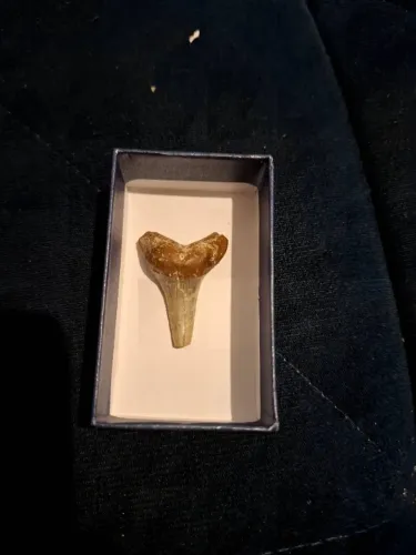 Dente de tubarão
