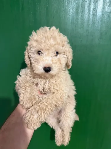 Poodle machinhos