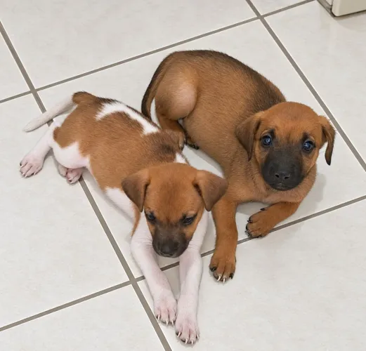 DOIS PEQUENINOS À ESPERA DE UM LAR!
