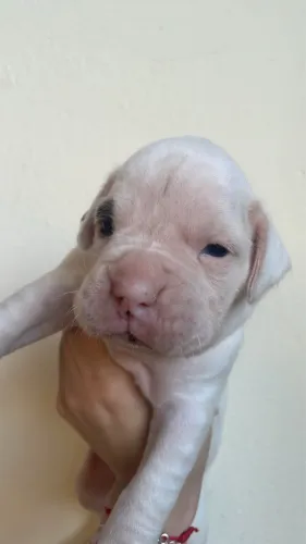 cachorro raça boxer (PURO)