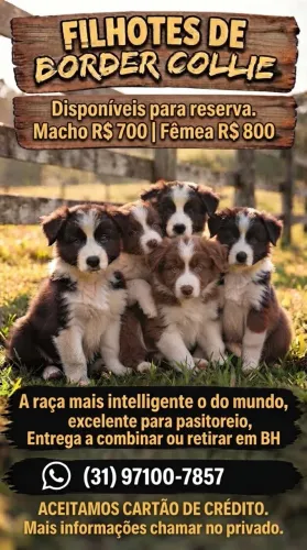 FILHOTES BORDER COLLIE PARA RESERVA