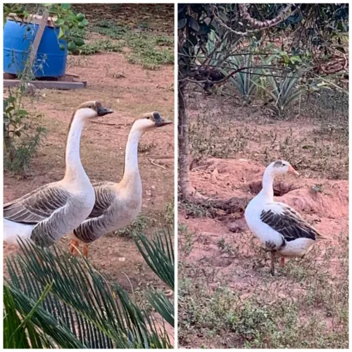 Vende- se GANSOS AFRICANOS