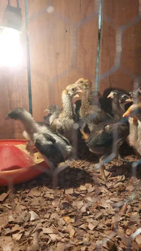 Pintinhos