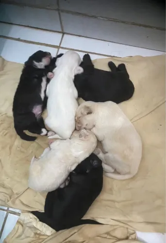 Filhotes de poodle com maltês