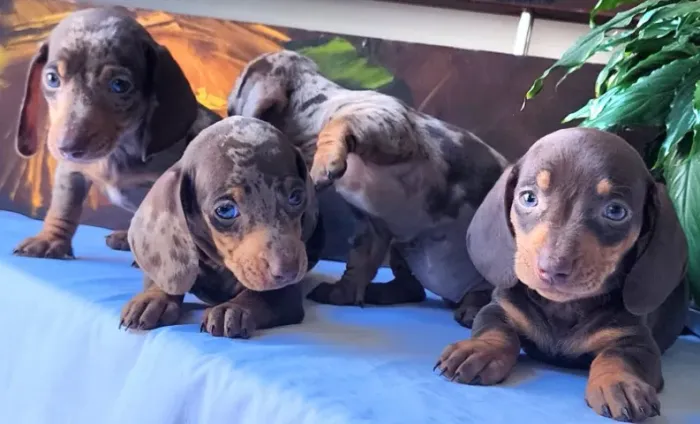 Filhotes Tops de Dachshund a Pronta Entrega.