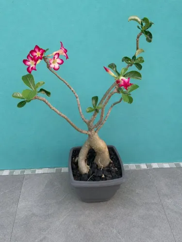 Rosa do Deserto 