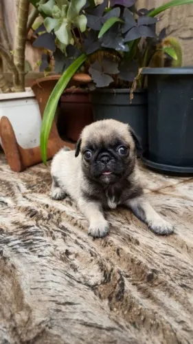 Filhote de PUG macho 