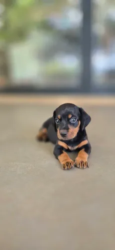 Filhotes de Dachshund Miniatura
