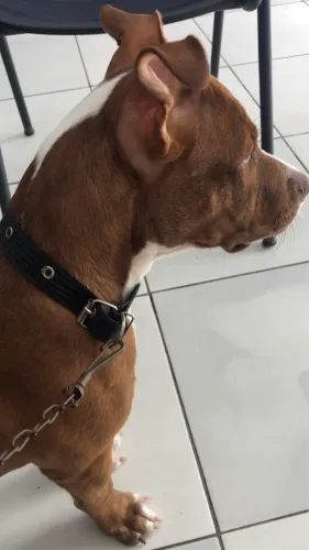 Vende-se pitbull