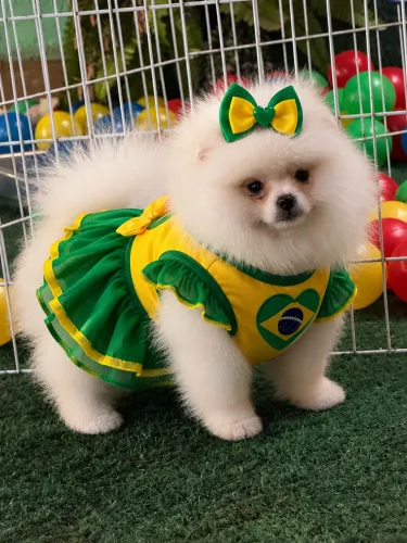Lulu Pomerania cães super carinhosos 