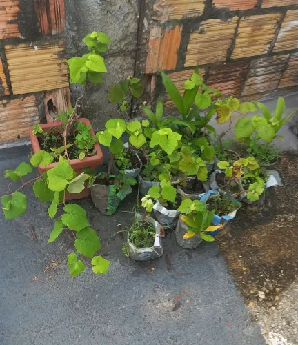 Mudas de uva baratinha