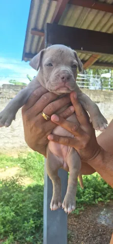 Vende se filhotes de Pitbull 