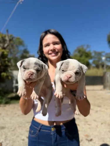 América Bully Micro (merle olho azul )