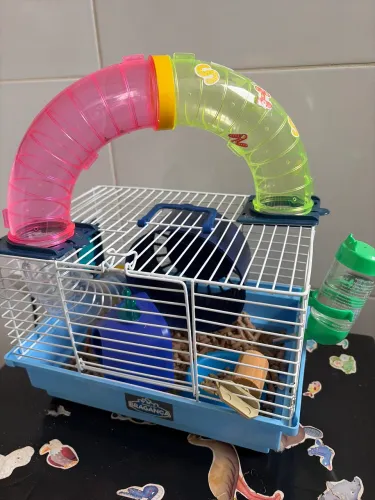 Hamster doação