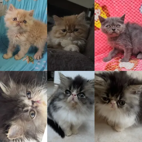 Persas, Exóticos e Himalaios Filhotes - Gatil BSB Cat