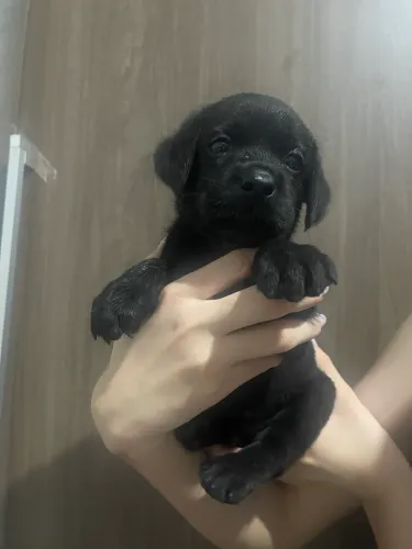 Filhote de labrador