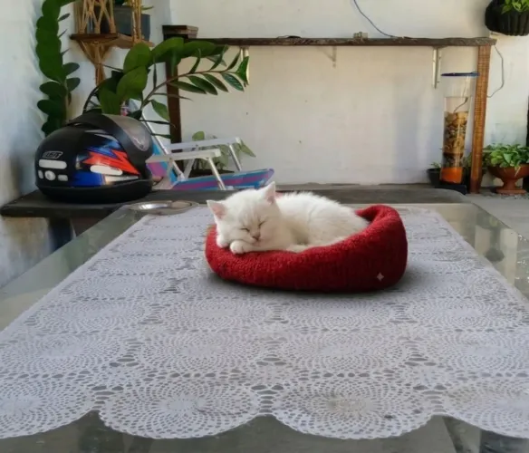 Bb British Shorthair hair macho branco