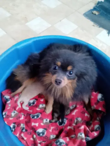 Vendo Spitz alemão