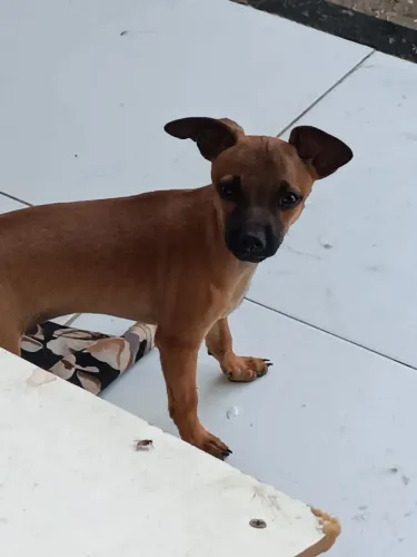 Pinscher 