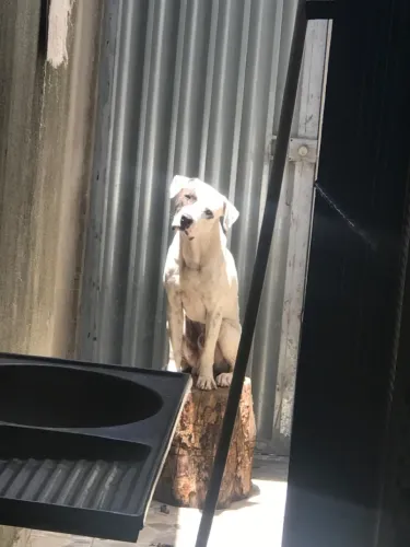 Pitbull adulto e dócil misto com American pit bull Terrier, disponível pra doação