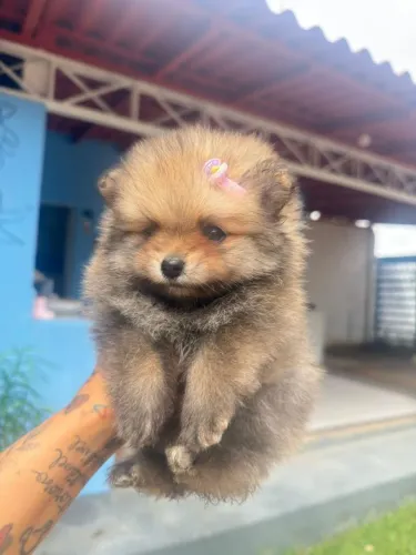 Cachorro 
