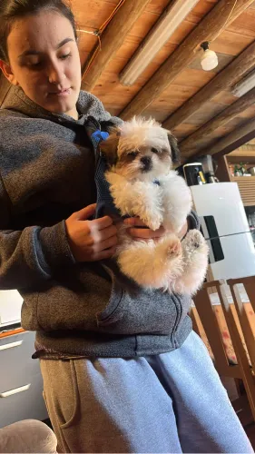 Shitzu mini 