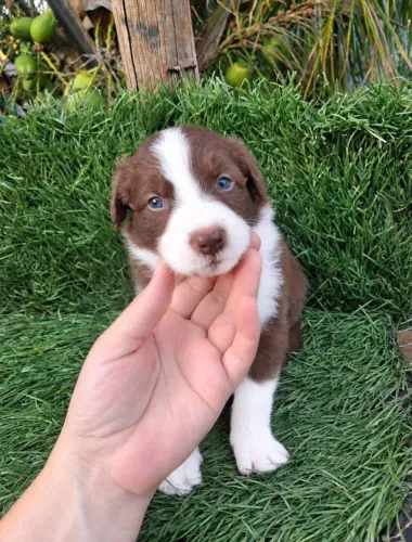 Filhotes de Border collie