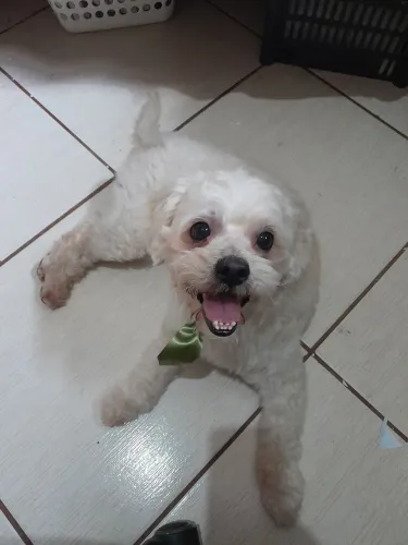 Tédi procura namorada shihtzu ou poodle