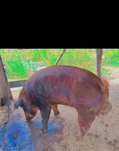 Reprodutor duroc po