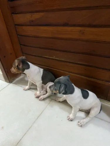 FOX paulistinha com pedigree CBKC - Terrier brasileiro filhote puro