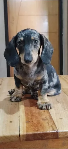 FILHOTE DE DACHSHUND MINIATURA MACHO MOFADINHO COM 3 MESES VACINADO E VERMÍFUGADO