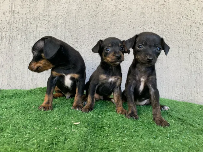 Pinscher machos ac cartão