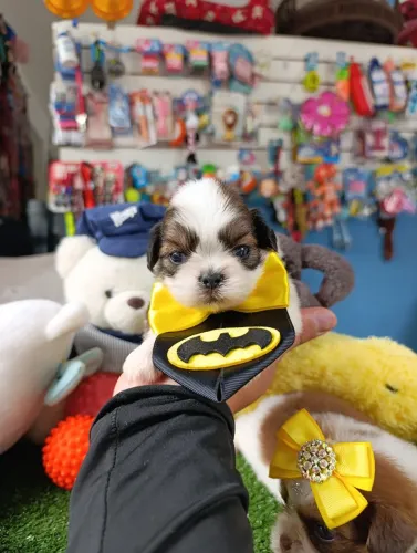 Shihtzu macho tricolor para reserva