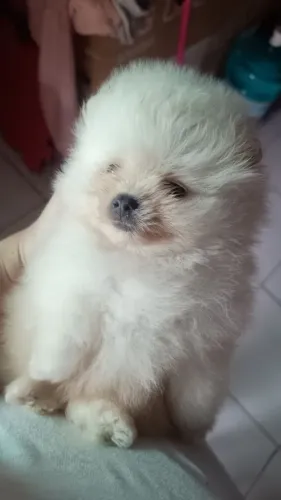 Filhote Lulu da Pomerânia 