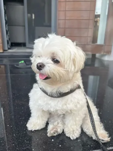 Maltes Para quem leva a escolha do pet a sério