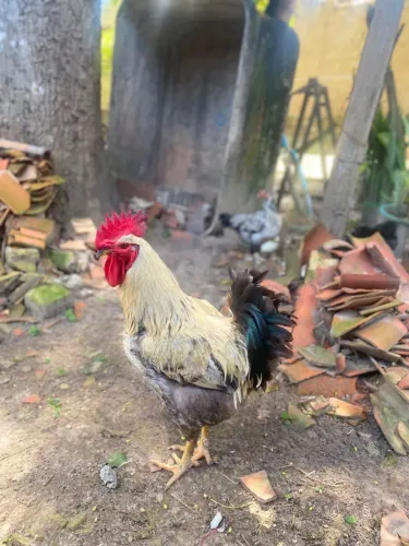 Vendo Casal de Galinha 