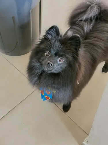 spitz alemão procura-se namorada