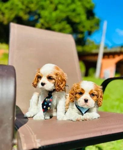 FILHOTES DE CAVALIER KING CHARLES SPANIEL ALTO PADRÃO!!!!