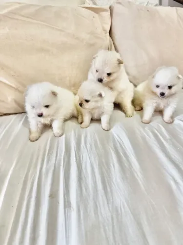 Vendo Filhote de Sptz Alemão ( Lulu da Pomerania)
