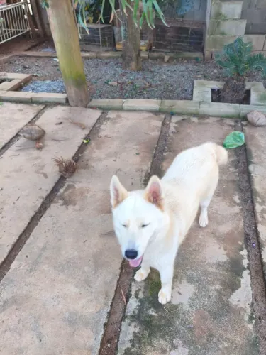 Procuro husky macho de pelo super longo
