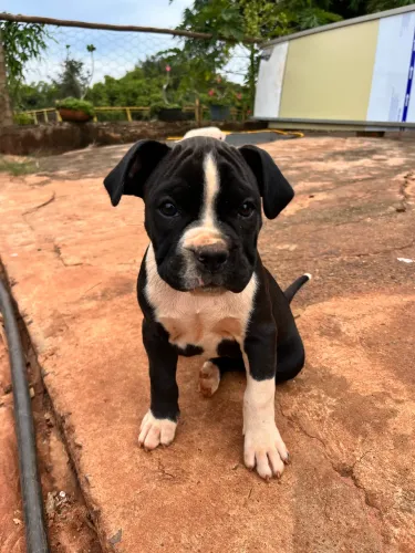 Boxer MACHO 