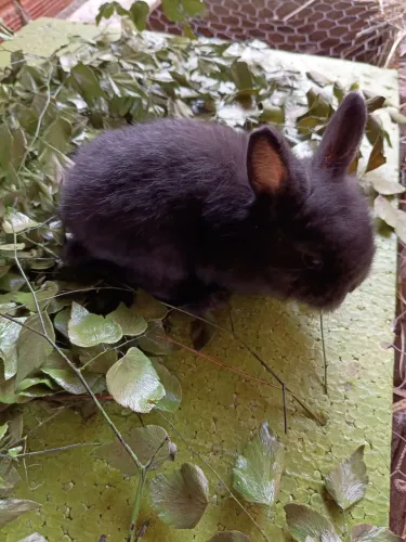 Mine coelhinho laion