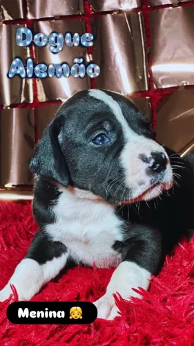 Dogue alemão 