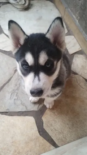 Filhote de Husky Siberiano Macho