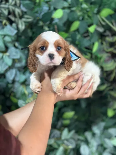 CAVALIER KING CHARLES SPANIEL ENCANTADOR!!!