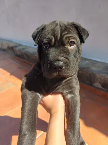 cachorrinho